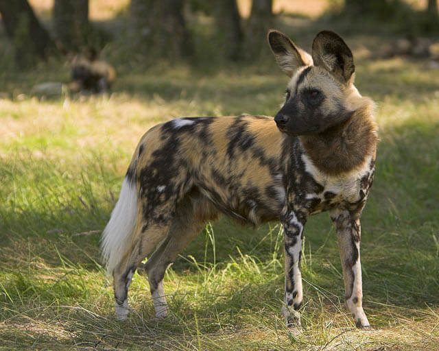 TOP TEN BIGGEST WILD DOGS