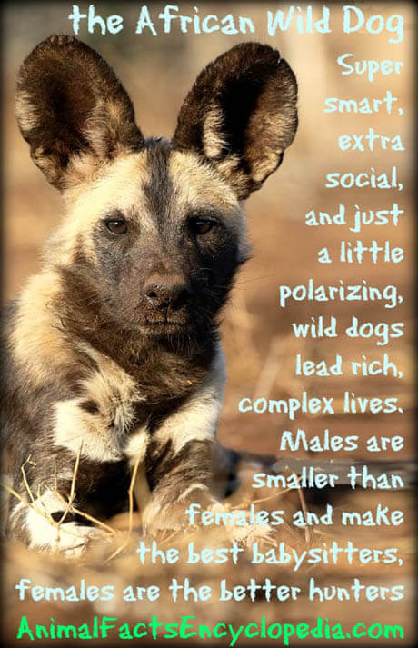 AFRICAN WILD DOG LEADER