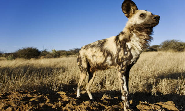 AFRICAN WILD DOGS