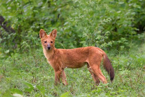 WILD INDIAN DOG DHOLE