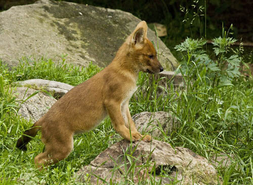 WILD INDIAN DOG DHOLE REPRODUCTION & DEVELOPMENT