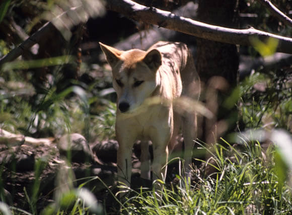 ZOOS WHERE TO SEE WILD DOGS