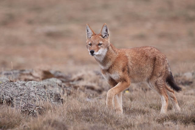 TOP TEN BIGGEST WILD DOGS