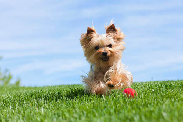 PUPPY BODY LANGUAGE & SIGNS - Communicate With Your Dog