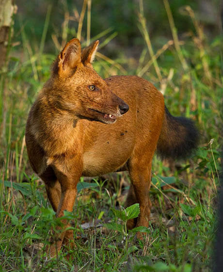 WILD INDIAN DOG DHOLE