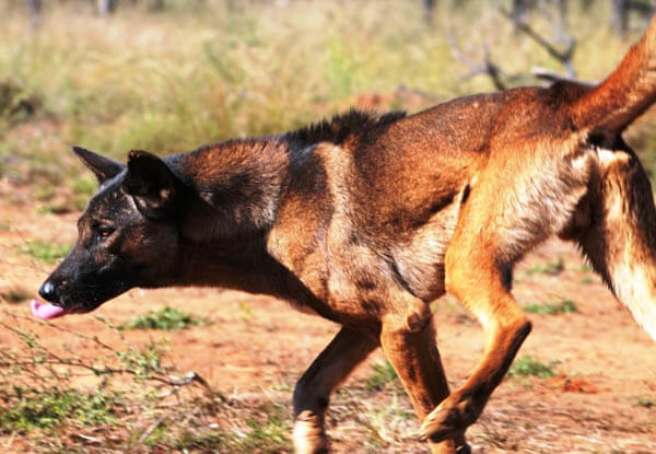 AFRICAN WILD DOG SCAN