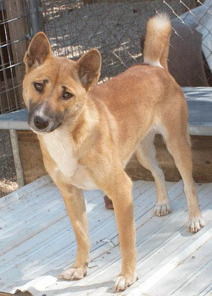 NEW GUINEA SINGING DOG