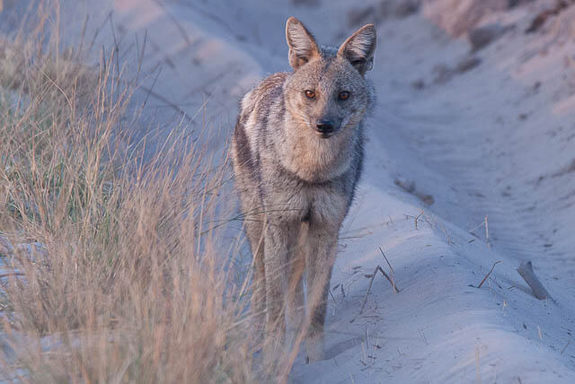 TOP TEN BIGGEST WILD DOGS