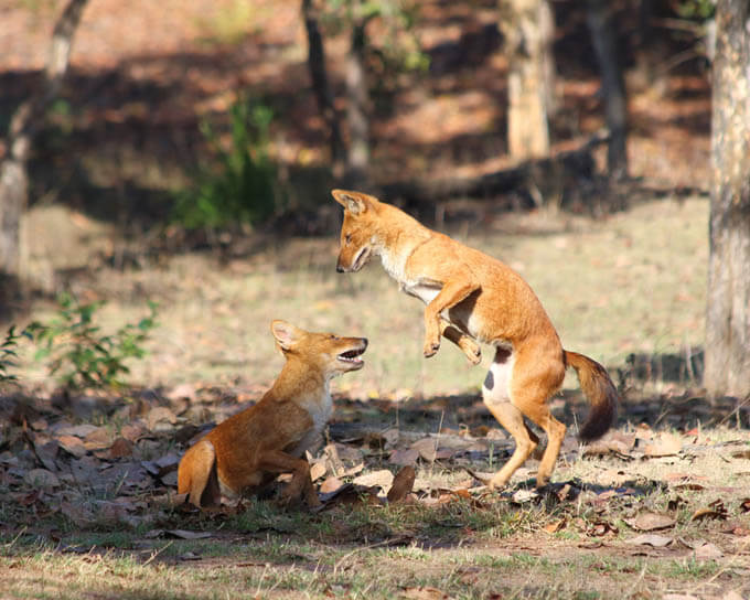 WILD INDIAN DOG DHOLE