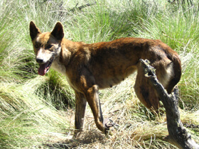 WILD INDIAN DOG DHOLE