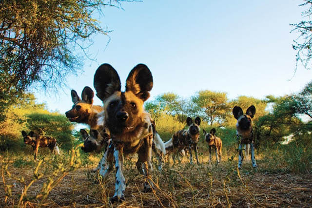 AFRICAN WILD DOGS