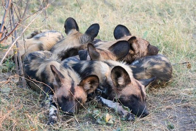 AFRICAN WILD DOGS EVOLUTION