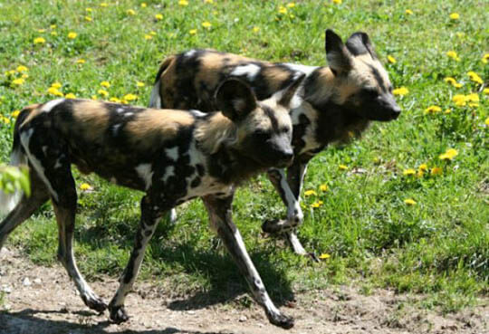 AFRICAN WILD DOG LEADER