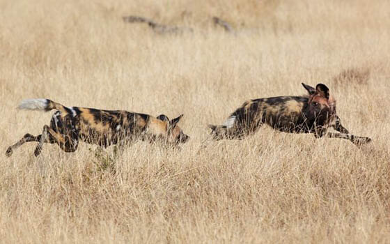 AFRICAN WILD DOGS