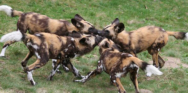 AFRICAN WILD DOGS