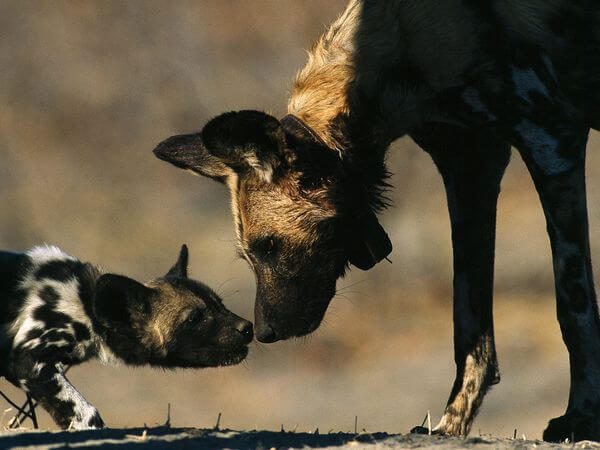 THE MYSTERIOUS AFRICAN WILD DOG - MYTHS & FACTS