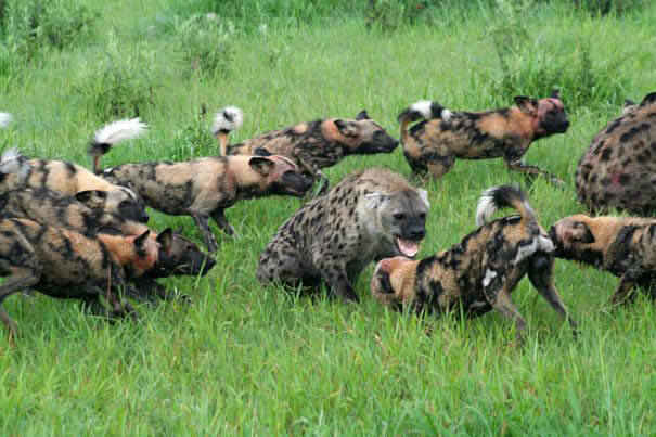 AFRICAN WILD DOGS