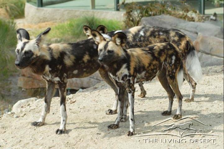 WILD DOGS CONTROL