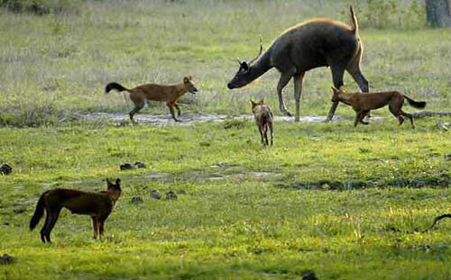 WILD INDIAN DOG DHOLE REPRODUCTION & DEVELOPMENT