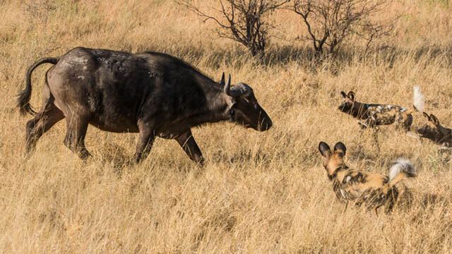 THE MYSTERIOUS AFRICAN WILD DOG - MYTHS & FACTS