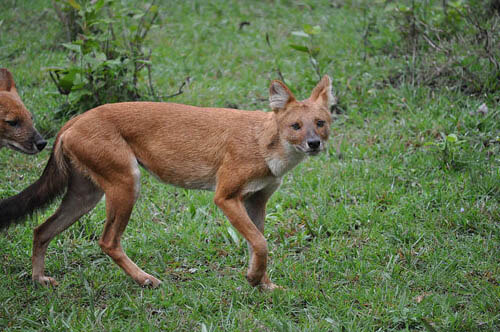 TOP TEN BIGGEST WILD DOGS