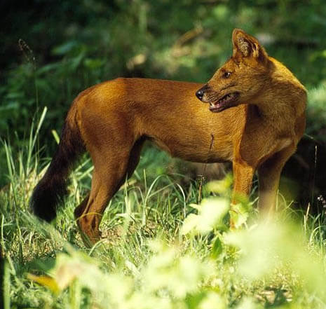 ASIATIC WILD INDIAN DOGS - DHOLES