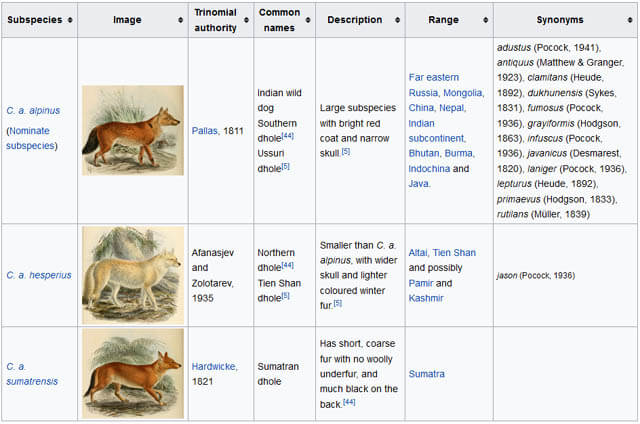 WILD INDIAN DOG DHOLE