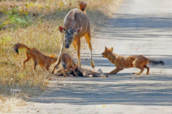 WILD DOGS CONTROL