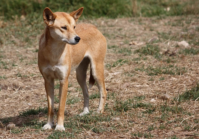 TOP TEN BIGGEST WILD DOGS