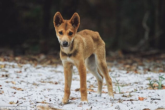 DINGO - THE WILD DOG