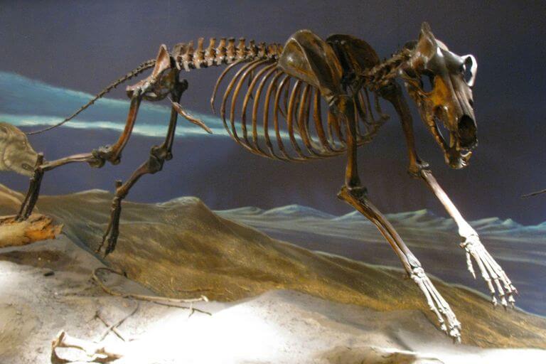 THE DIRE WOLF - PREHISTORIC ANCESTOR OF MODERN DOG