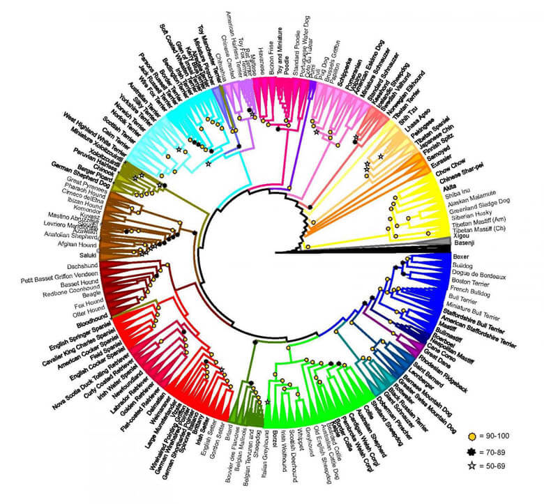 Dog Breeds Evolution & Domestication Chart