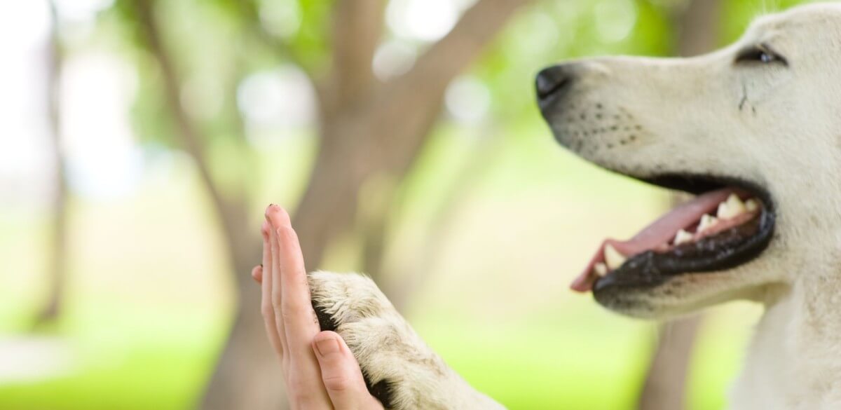 DOG PAW TYPES & VARIATIONS