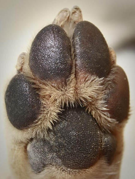 DOG PAW TYPES & VARIATIONS