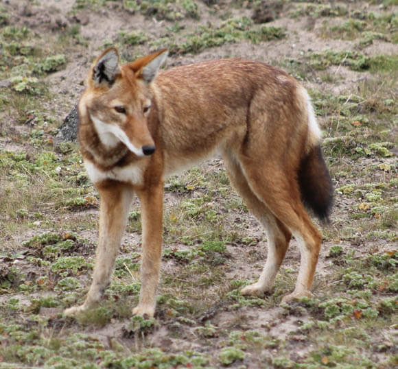 TOP TEN BIGGEST WILD DOGS