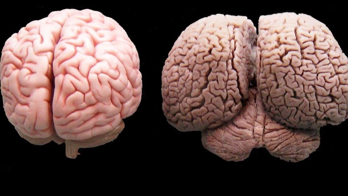 DOG BRAIN vs HUMAN BRAIN COMPARISON, INTELLIGENCE, IQ