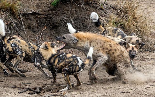 WILD INDIAN DOG DHOLE REPRODUCTION & DEVELOPMENT