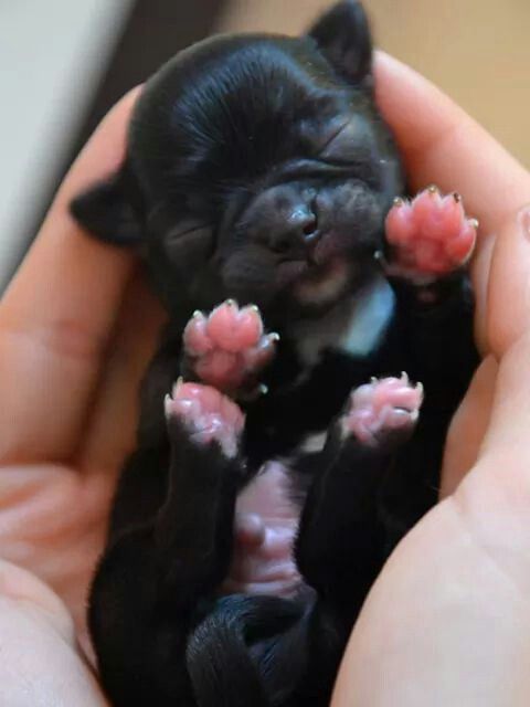 DOG AND PUPPY PAWS, NAILS, CLAWS