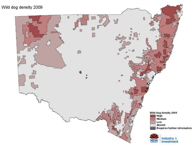 AFRICAN WILD DOGS EVOLUTION - HISTORY AND ORIGINS