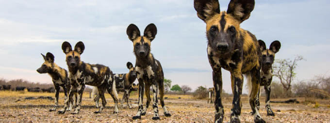 AFRICAN WILD DOGS HISTORY & ORIGINS