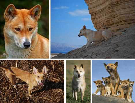 WILD DOG SPECIES & BREEDS LIST