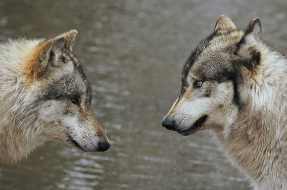 RAISING & TRAINING A WOLF-DOG, TRAINING