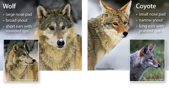 RISK-TAKING COMPARISON IN DOGS & WOLFS