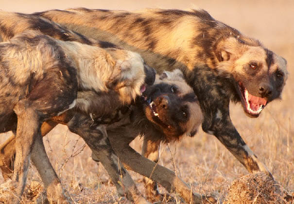 AFRICAN WILD DOG AND WOLF, DOG & WOLF, EVOLUTION, DOMESTICATION