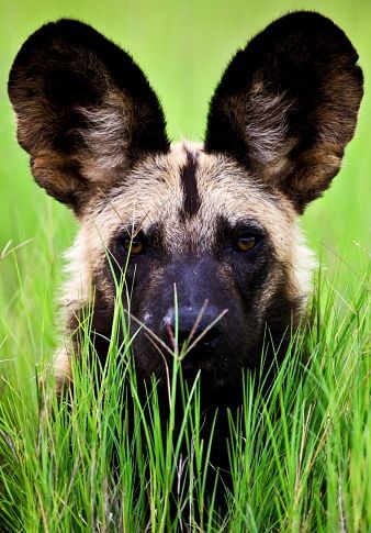 AFRICAN WILD DOG AND WOLF, DOG & WOLF, EVOLUTION, DOMESTICATION