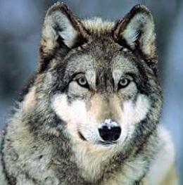 PET WOLF & DOG DOMESTICATION