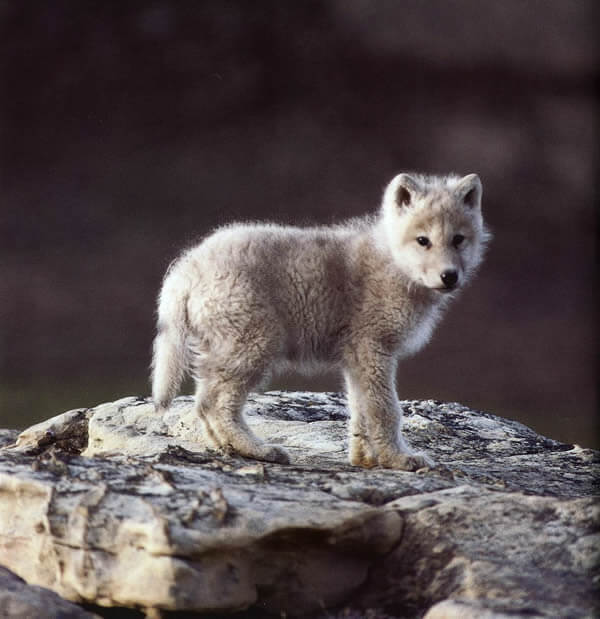 RAISING & TRAINING A WOLF-DOG, TRAINING