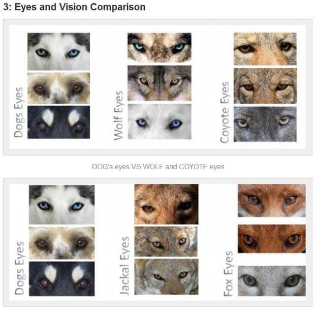 DOG vs WOLF BREEDING and GENETICS