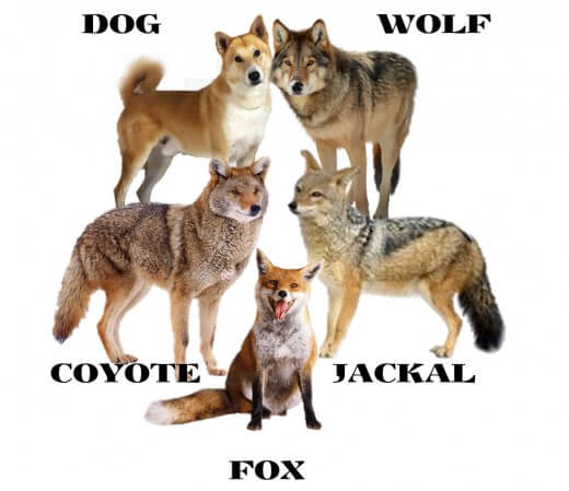 DOG vs WOLF COMPARISON: DIFFERENCE & SIMILARITY