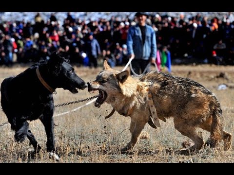 PET WOLF & DOG DOMESTICATION